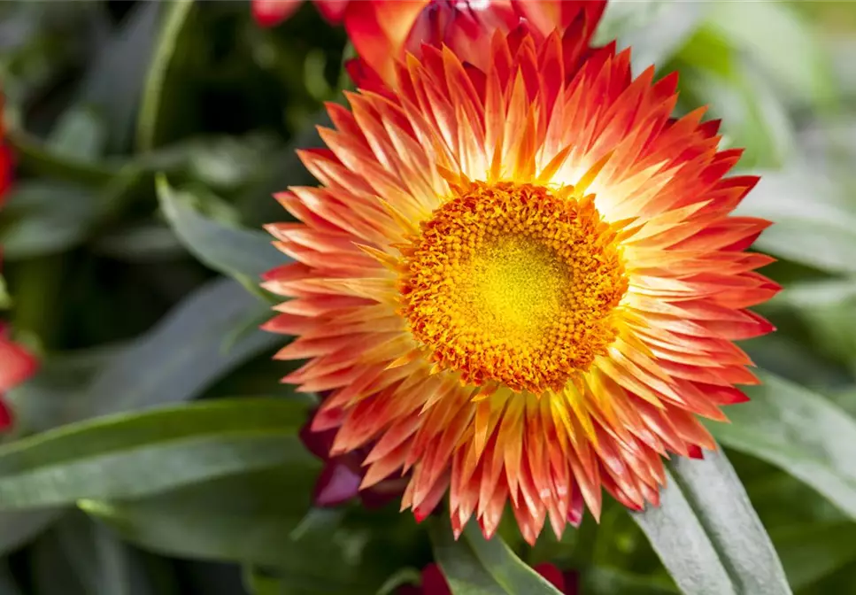 Trockenblumen als stilvolles Dekomaterial