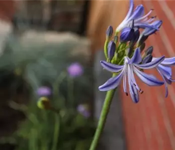 Afrikanische Schmucklilie - Einpflanzen im Garten