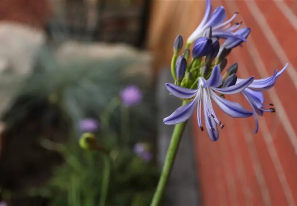 Afrikanische Schmucklilie - Einpflanzen im Garten