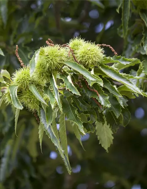 Castanea sativa