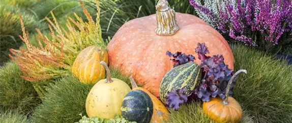 Der schöne Balkonkasten im Herbst: es muss nicht immer grau in grau sein!