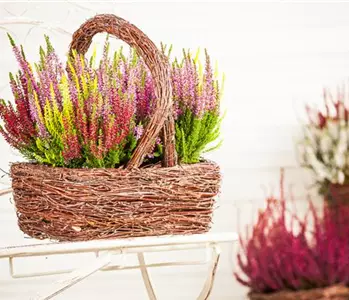 Den Herbst mit Heide und Chrysanthemen auf den Balkon holen