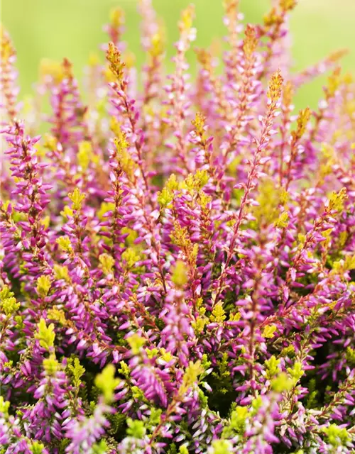 Calluna vulgaris Gardengirls®