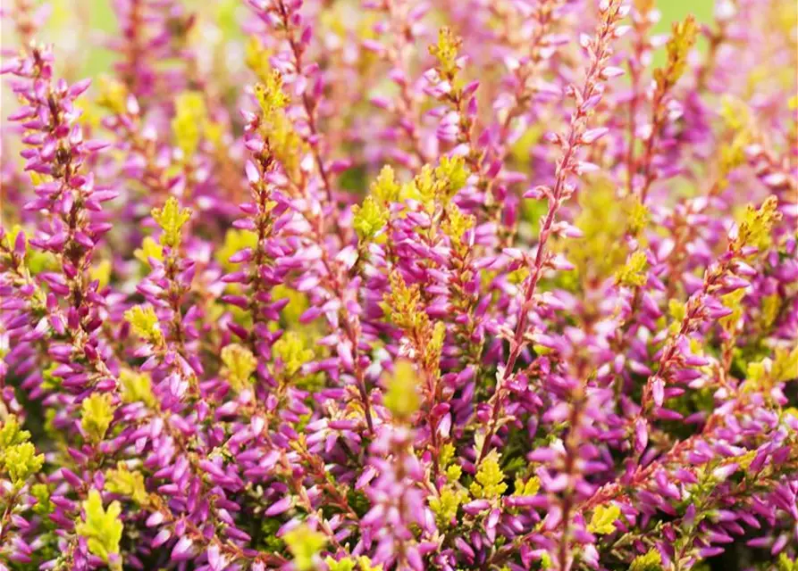 Calluna vulgaris Gardengirls®