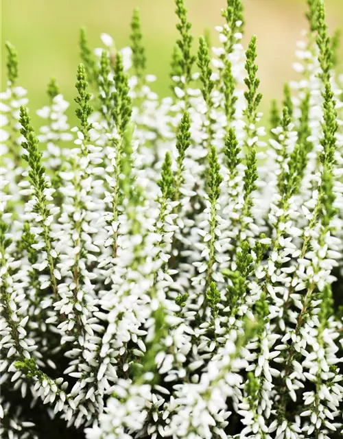 Calluna vulgaris Gardengirls®