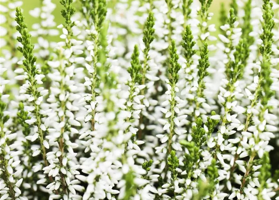 Calluna vulgaris Gardengirls®