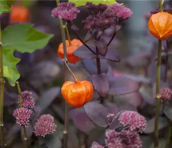 Schaurig schöne Tischgirlande aus Physalis