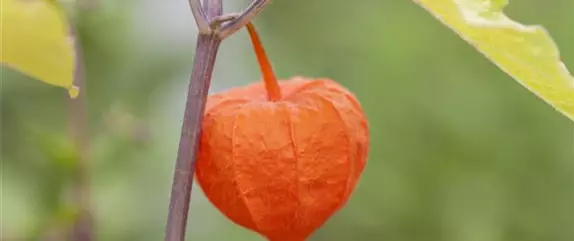 Schaurig schöne Tischgirlande aus Physalis