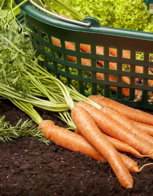 Daucus carota var. sativus