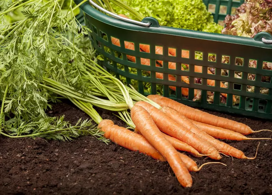 Daucus carota var. sativus