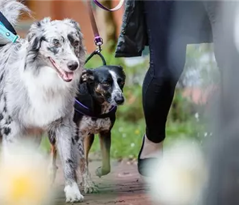 Hundemantel – der perfekte Schutz gegen Nässe und Kälte