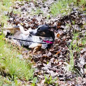 Wie Hund und Katze gut durch den Herbst kommen