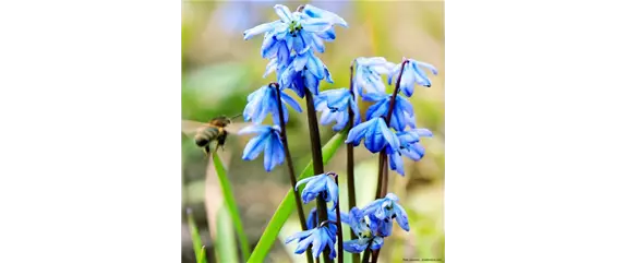 INSEKTENFREUNDLICHES FRüHJAHR!